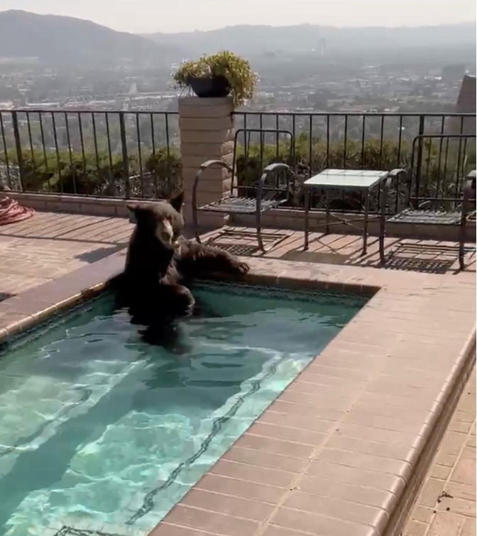 Bear_in_LA
